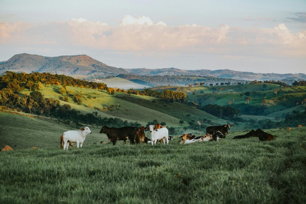 stock photo of cattle in a field by wild little things photo (pexels)